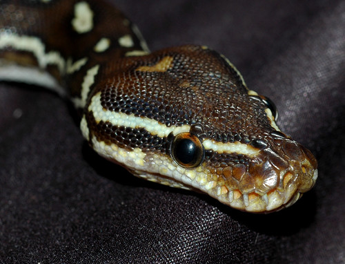 Angolan Python Snake Pictures
